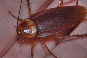 manhattan cockroaches