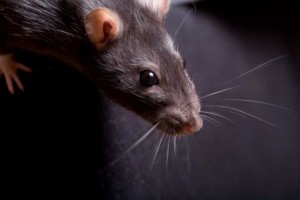manhattan rodents manhattan rodents