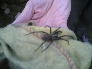 manhattan spiders manhattan spiders