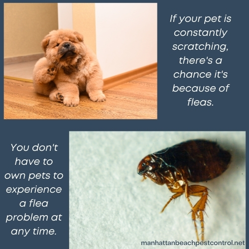 flea-exterminator-Manhattan-Beach-90266