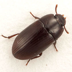 Manhattan Beach Beetle Control 310-776-6065