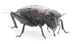 Manhattan Beach Cricket Control 310-776-6065