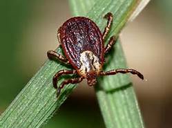 Manhattan Beach Tick Control 310-776-6065