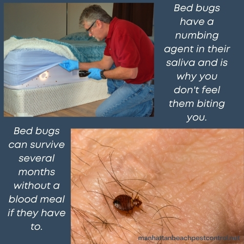 bed-bug-exterminator-Manhattan-Beach-90266