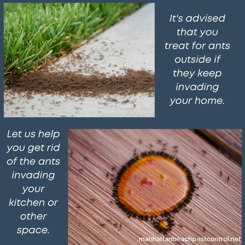 ant-exterminator-Manhattan-Beach-90266